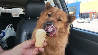 любимая вкусняшка, мороженое #dog  #рыжая #красотка #мороженое