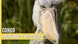 Congo - Profundo y Peligroso | Episodio Completo