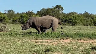 Rhino Bull Marking Territory