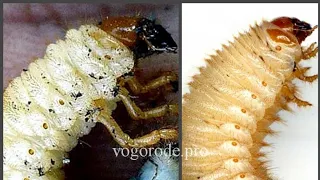 Отличие личинки майского жука от личинки бронзовки.
