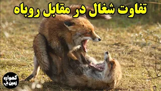 مقایسه شغال با روباه