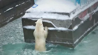 Gerda's mom jumped into the pool to get a canister for the cubs from the iceberg.