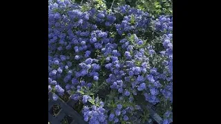 Ceanothus - One of the best BEE FRIENDLY shrubs you can get!