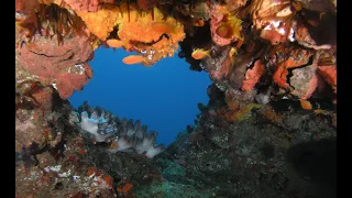 Weekend diving with a Safari on Coin de Mire and Close Reefs @oceandivermu