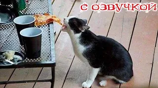 Funny animals! Funniest Cats and Dogs - 107