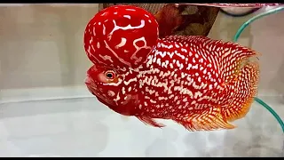 Top 10 Most Beautiful Super Red Kamfa Flowerhorn Fish I Have Never Seen!