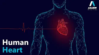Structure of Human Heart | Body Fluids and Circulation | Biology | Allen Digital