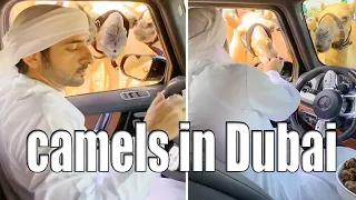 See how Sheikh Hamdan feeds camels in Dubai