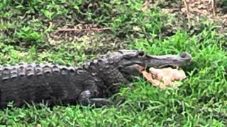 Gator eating a softshell turtle part 2