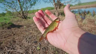 Fishing 2024, fishing in Mordovia, rudd, minnow, fishing on the Moksha River.