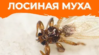 Оленья кровососка, Лосиная муха, Лосиный клещ