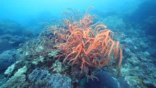 Tioman Island Marine Park