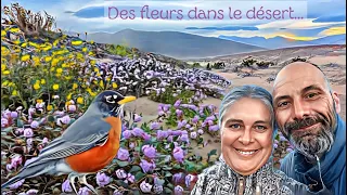 s05e19 - Des fleurs dans le désert