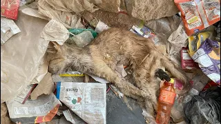 Poor Cat Left To Decompose While She Is Alive | Rescue Before And After