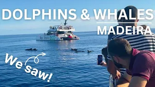 Watching Dolphins And Whales From Catamaran Near Madeira Island 4K | Madeira