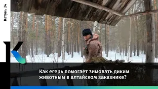 Лоси под защитой: как егерь помогает зимовать диким животным в алтайском заказнике