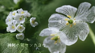 神秘の花サンカヨウ