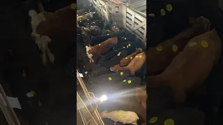 Just a bunch of cows 🐄MOO!