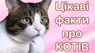 Цікаві факти про котів 🐈