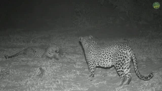 Leopard Tingana meets Tlalamba, June 26, 2019. Djuma *SafariLIVE*