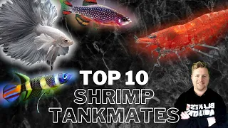 What Can You Keep with Shrimp? - 10 Great Cherry Shrimp Tankmates