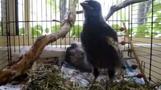 Raising a fledgling magpie