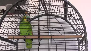 O Big do Quim Vol. 2 - O Papagaio Cantante e Falante