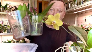 ОРХИДЕЯ ПОГИБАЕТ - МОЁ РАЗОЧАРОВАНИЕ ГОДА в этом средстве для орхидей