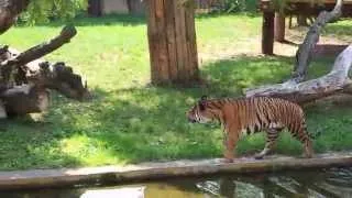 Tigers at Prague Zoo