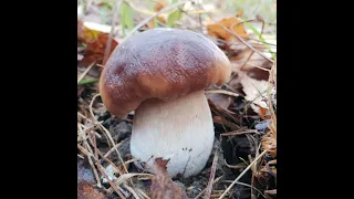 ГРИБЫ В ПОДМОСКОВЬЕ ! Сбор грибов в октябре 2018 ! Смотреть Видео отчёт !