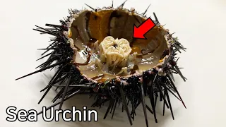 Strange Organ Inside a Sea Urchin !  - Sea Urchin Dissection