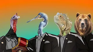 Funny Animals Great Blue Stork & Bear & Turkey & Iguana - Coffin Dance Meme ( Cover )