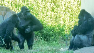 Silverback Gorilla Knows How To Mend Fences With His Son | The Shabani Group