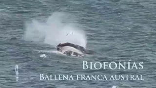 Biofonías. La respiración de la  ballena franca austral