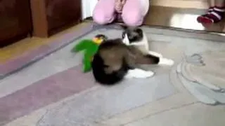 Попугай против кота | Parrot vs Cat