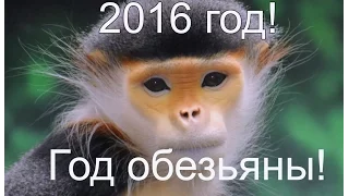 2016 год! Год обезьяны! Какой будет год?
