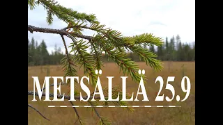 Metsällä 25.9