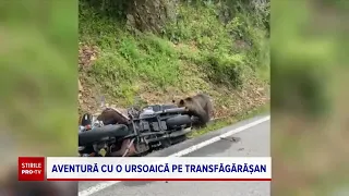 Momentul hilar în care o ursoaică se urcă pe motocicleta unui turist