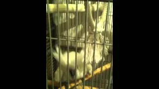 Cockatoo dancing to "Whip My Hair"