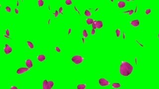 лепестки розы ( green screen ) rose petals
