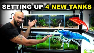 SETTING UP 4 New STUNNING Aquariums For SHRIMP!! (nano planted tank rack)