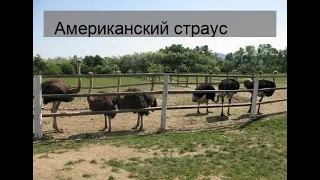 Американский страус