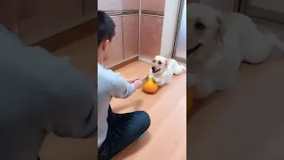 You will get STOMACH ACHE FROM LAUGHING SO HARD 🤣🐶Funny Dog Videos #Short 9