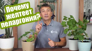 5 ошибок, из-за которых желтеет  ̶г̶е̶р̶а̶н̶ь̶  пеларгония! Это легко исправить!