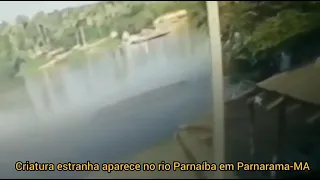 Criatura estranha aparece no rio Parnaíba e deixa moradores de Parnarama-MA assustados