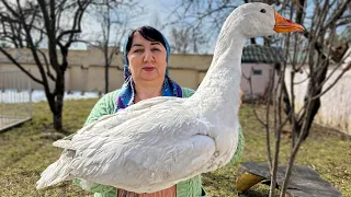 Cooking a Huge Goose with an Azerbaijani Recipe! Also Lots of Delicious Homemade Pastries.