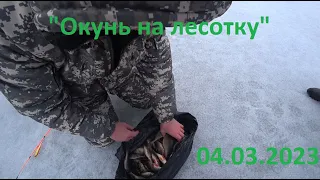 "Окунь на лесотку", 04.03.2023, озеро "Стародонье", село "Большая Казинка".