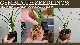 How and when to repot Cymbidium orchid seedlings!