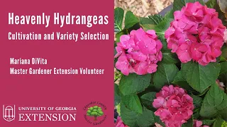 Heavenly Hydrangeas: Cultivation and Variety Selection