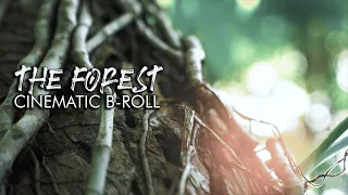 THE FOREST - Cinematic B-ROLL